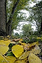 40D_0441_2 srgb_rid